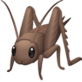 Świerszcz - Facebook