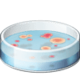 Płytka Petriego - Facebook