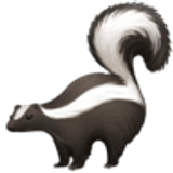 Skunks - Facebook