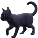 Czarny kot - Facebook