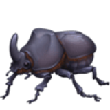 Chrząszcz - Facebook