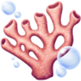 Koralowiec - Facebook