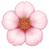 Kwiat wiśni - Facebook