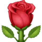 Róża - Facebook