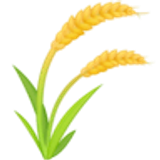 Pędy ryżu - Facebook