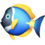 Ryba tropikalna - Facebook