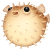 Ryba rozdymka - Facebook