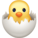 Wykluwające się kurczątko - Facebook