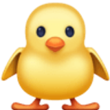 Kurczątko od przodu - Facebook