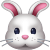 Głowa królika - Facebook