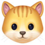 Głowa kota - Facebook