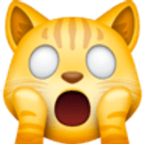 Przestraszony kot - Facebook