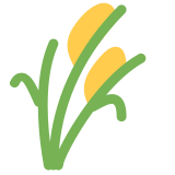 Pędy ryżu - Twitter / X