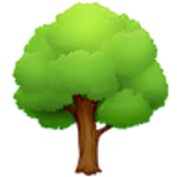 Drzewo liściaste - Facebook