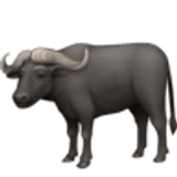 Wół domowy - Facebook