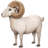 Biały baran - Facebook