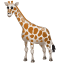 Żyrafa Emoji U+1F992 Żyrafa Emoji U+1F992